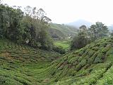 05 Cameron Highlands-Piantagioni di te